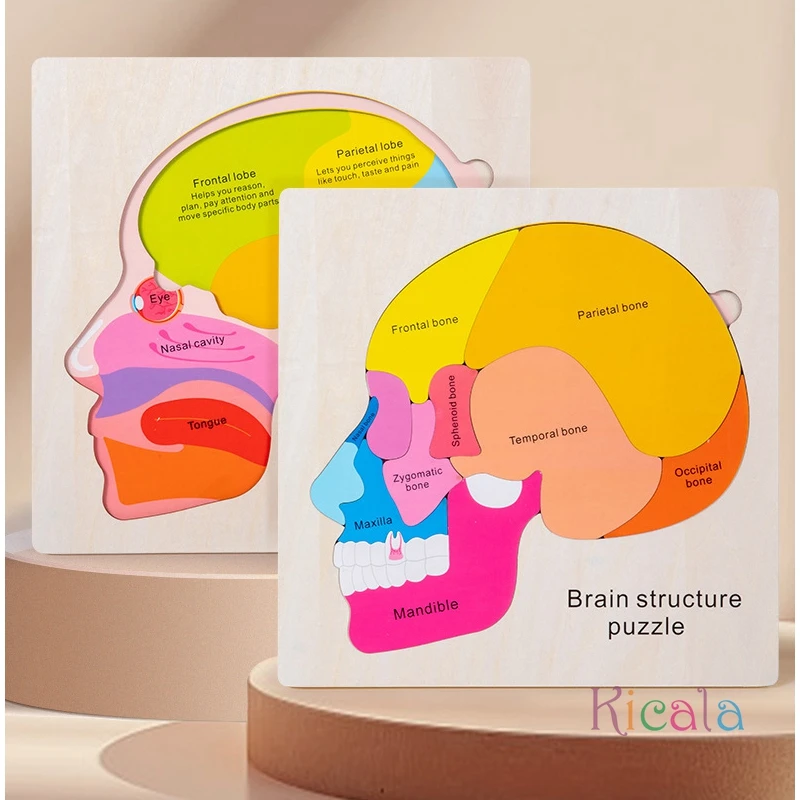 لعبة ألغاز تعليم تشريح الدماغ الخشبي للأعمار من 3 سنوات فما فوق، لعبة تعليمية معرفية متعددة الألوان لألعاب مونتيسوري للعلوم المبكرة