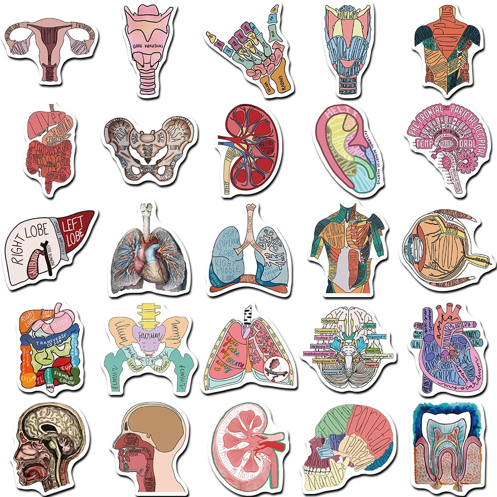 10/30/50pcs Anatomy And Physiology Body Structure Stickers Decoration Decals DIY Laptop Luggage Stationery Graffiti Sticker Pack