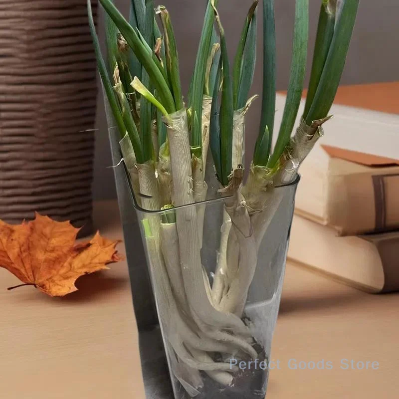 

Efficient Sealed Green Onions Storage Box, Plastic Spaghetti Preservation Container for Fresh Food, Kitchen Essential