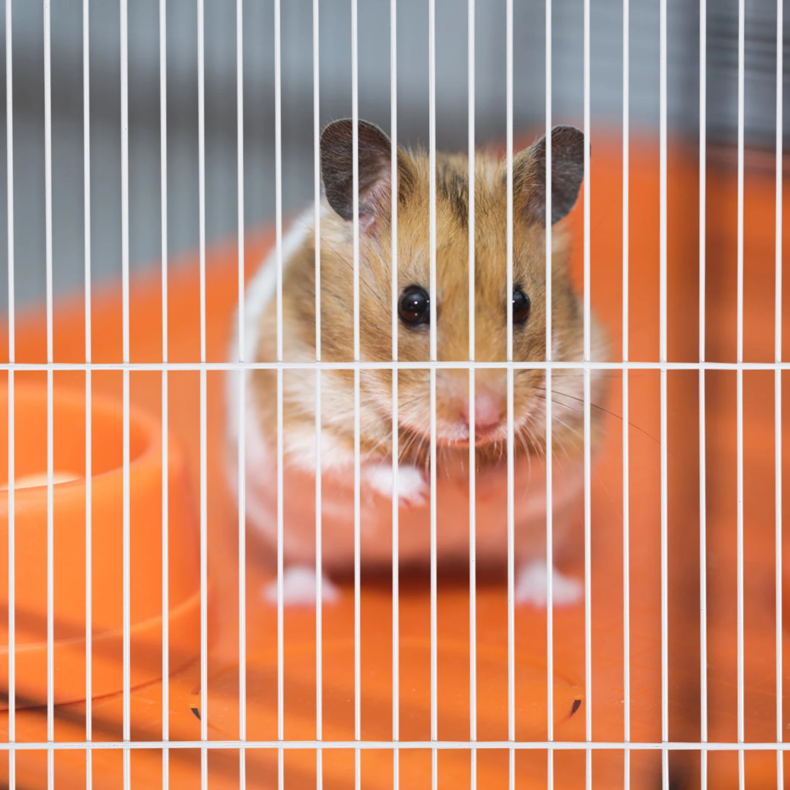 

Cage Partition Pet Enclosure 47x30x30cm Iron Segregation Plate Net Baffle Hamster Small Pets Feeding Safety Practical Durability