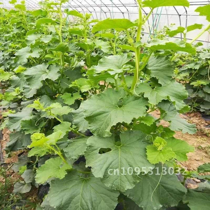 Plastic Tomato Nylon rope shed hanging seedling rope rope Support Bean Plant and Climbing Cucumber Cage Cantaloupe rope Sling