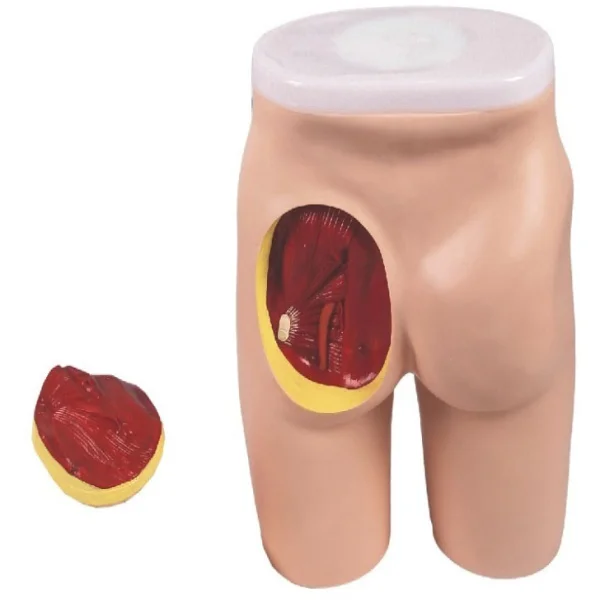 

Advanced Hip Intramuscular Injection Training Model Medical Science Anatomy Simulator Practice Aids for Medicine College Nurse