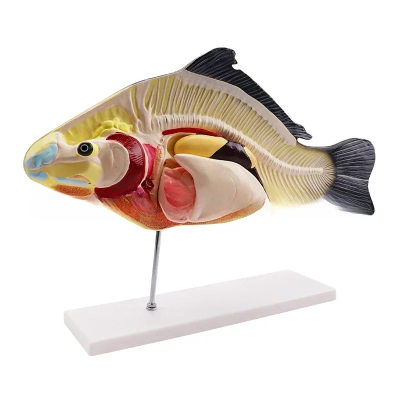 

Fish anatomy model, biology teaching