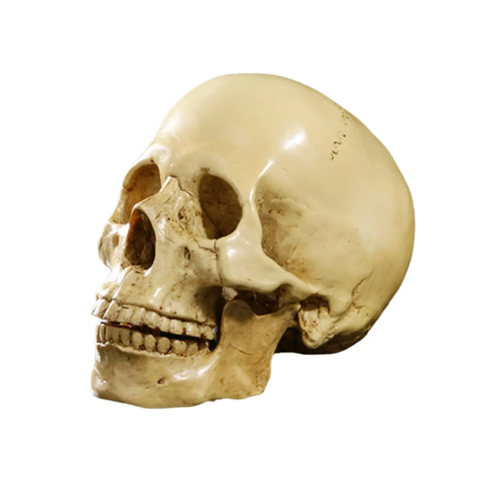 Human Skull Resin Art Teaching Model Realistic 1:1 Adult Size Yellow