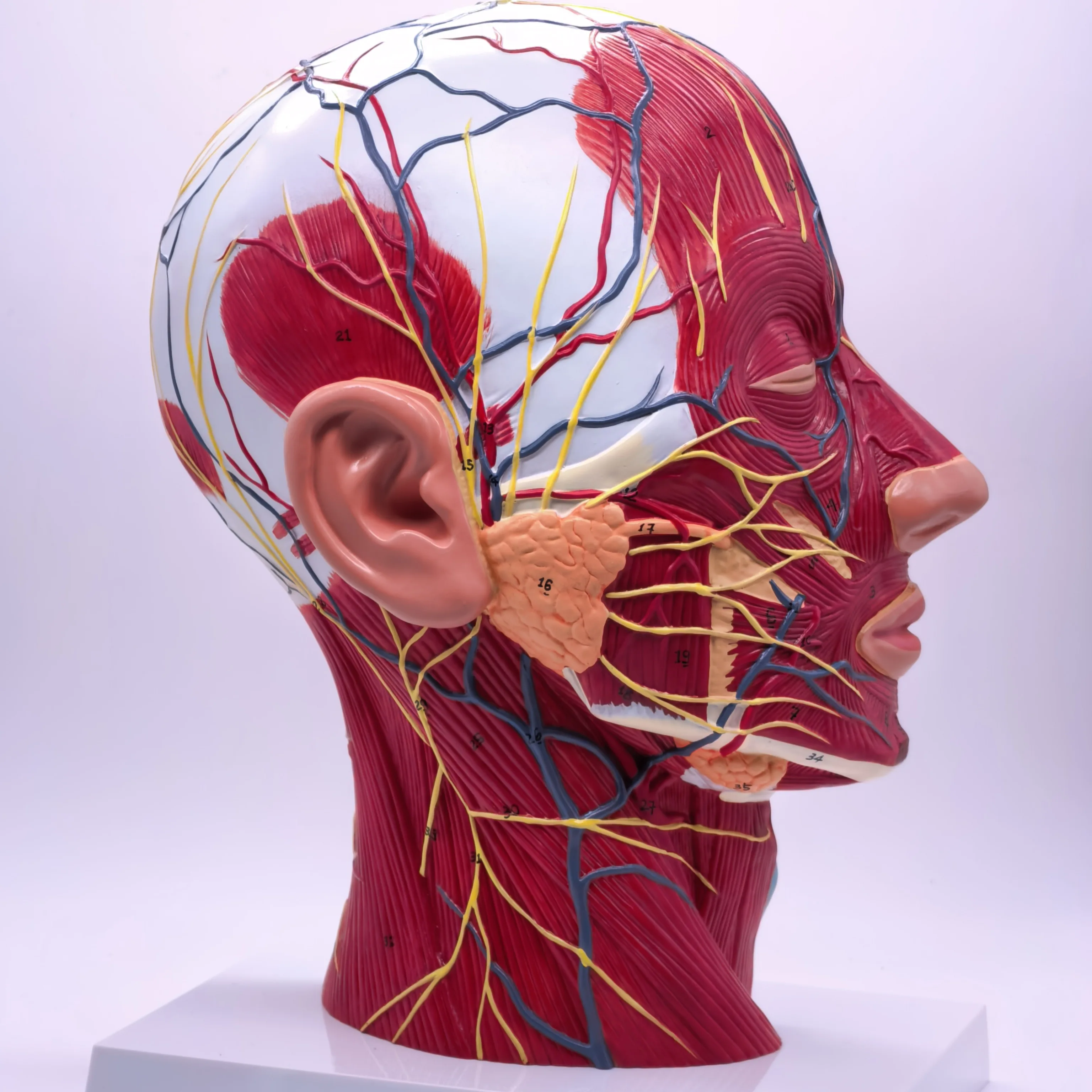 PVC Median Section of Human Head & Neck Anatomical Model Medical Skeleton Anatomy Natural Life Size