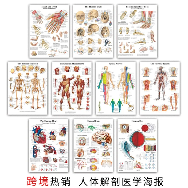 

Human Organ Anatomy Skeletal Muscle Painting Medical Education Poster Classroom Study Decorative Wall Mural