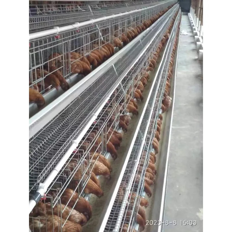 Chicken Cage  4 Tier with Drinker and Conveyor Belt