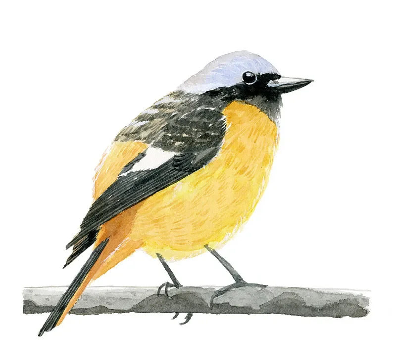 

Haiboxing 2198 1/43 4WD RC Drift Car — двигатель без сердечника ф7, гироскопическая помощь, светодиодные фонари — RTR 2,4G