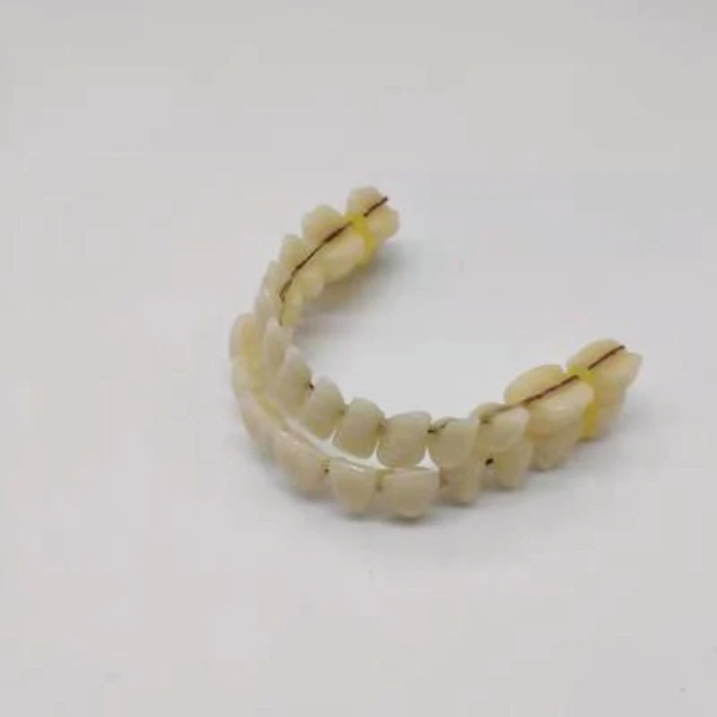 10 pairs of dental material denture model teaching tooth model dental material dental mouth model