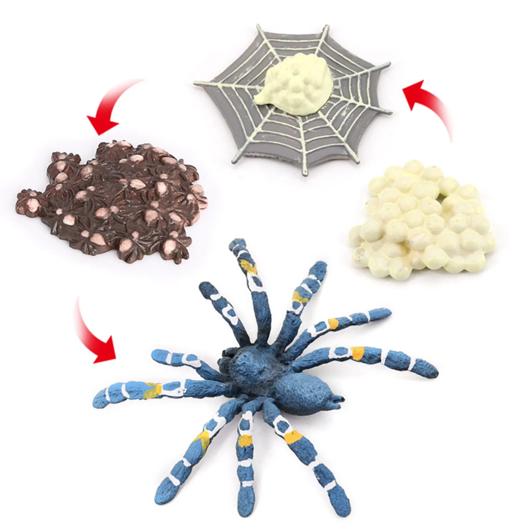 거미 동물 수명 주기, 동물 성장 주기, 곤충 성장 주기 모델, 교육용 어린이 장난감 D