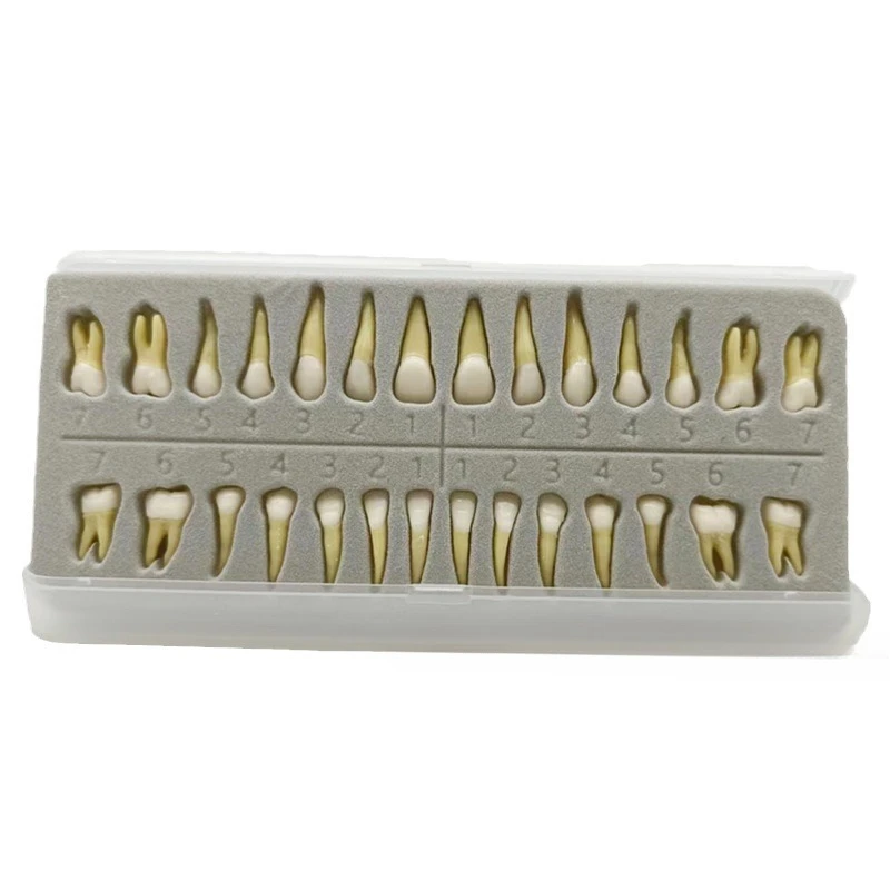 Dental Model 28 Two-color Permanent Teeth with Tooth Roots