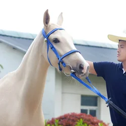 Collier de tête licou cheval durable, bride d'équitation, équipement d'équitation, licou en PVC, accessoires équestres