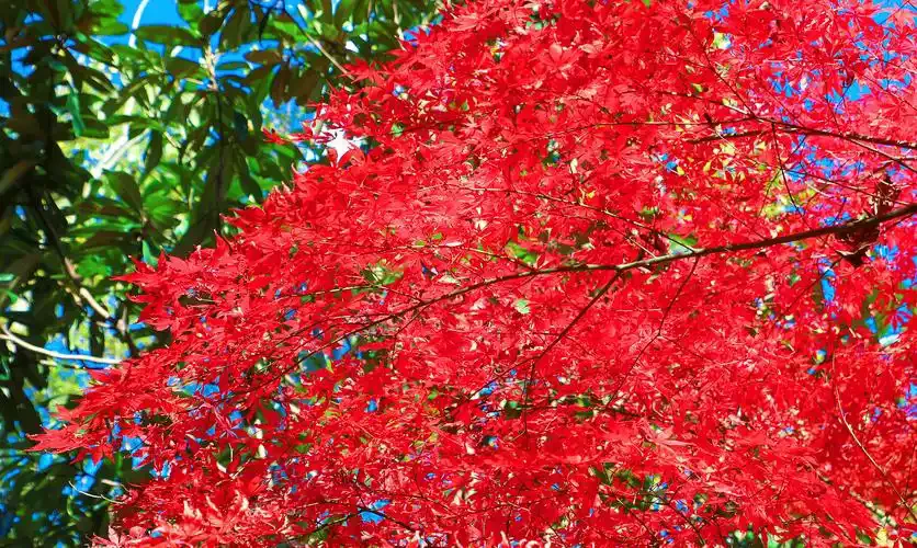 

40oz Insulated Tumbler acuum Cup 2.0 Thermal Mug for with Handle Straw Stainless Steel Hot and Cold Coffee Drinks Coffee Set