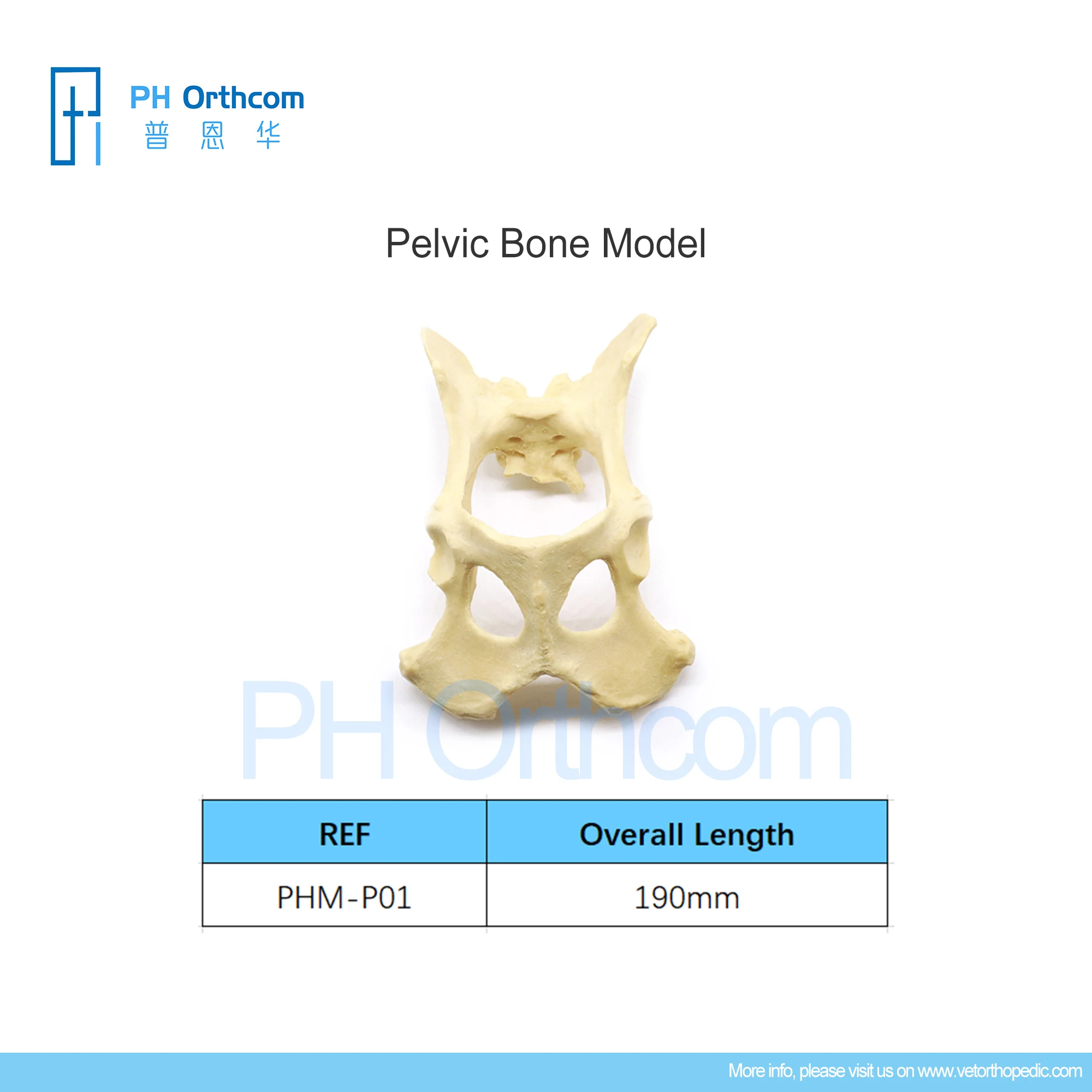 Orthopedic Pelvic Bone Model Education Pets Medical Supplies and Equipment Instruments