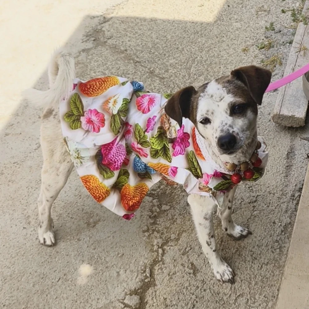 Ropa de verano para perros, ve - 3D Printing One Piece reseña y precio