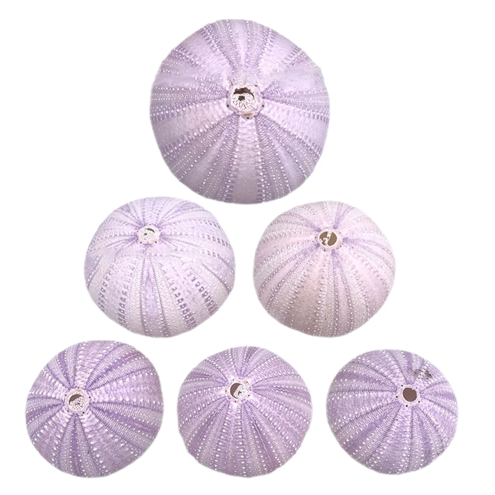 

6Pcs Sea Urchin Shell Decor Natural Decorative Craft Aquarium Landscape Fish Tank Ornament Home Office Desk Decoration