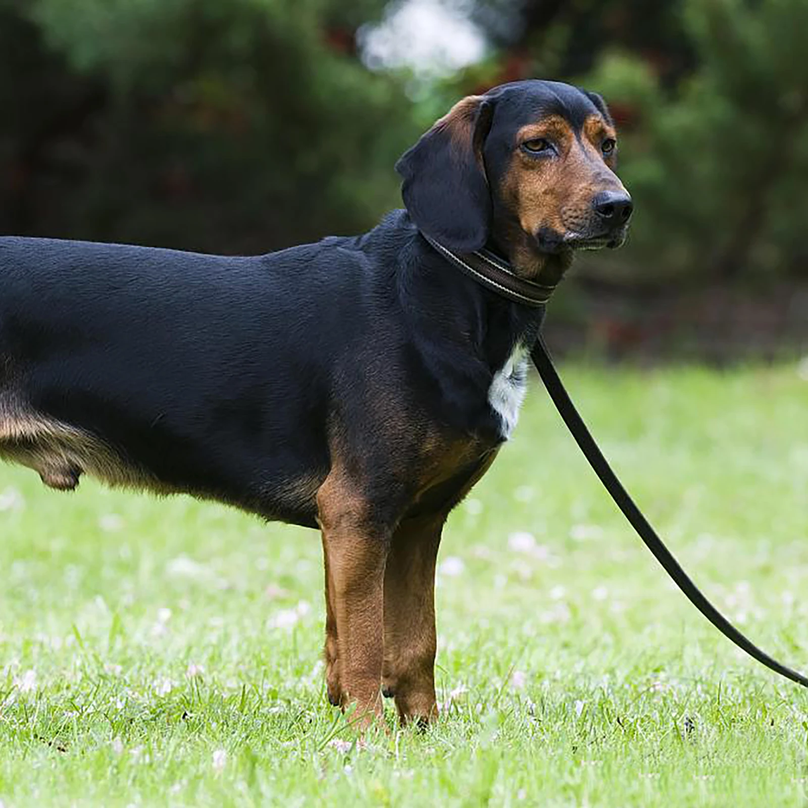 

Adjustable Dog Leash 360° Rotating Metal Linker For Small Medium Dogs Walking Hiking Jogging Travel Durable Outdoor Pet