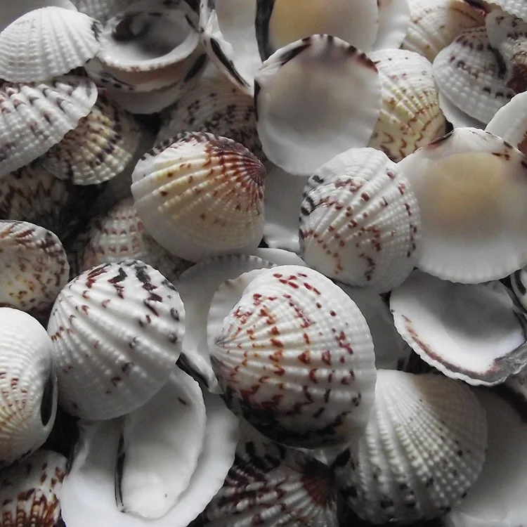 Natural Pecten maximus Haliotis corrugata Shells - Wholesale Photography Props Aquarium Decor Marine Specimen Collection
