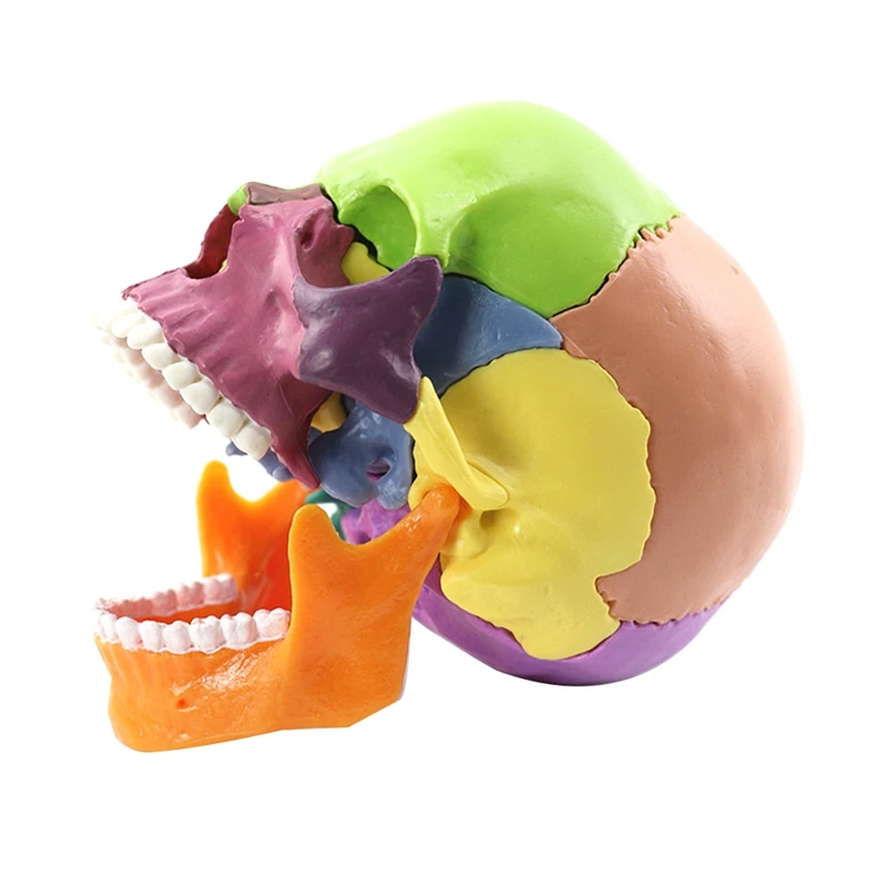 -Skull Human Body Model Education Skull Model 1:2 For Student Teaching Study Assembling Model