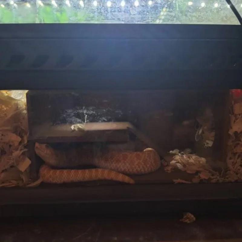 Reptile and amphibian cave glass viewing, hidden fence decoration, geckos, snakes and other reptiles