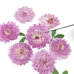 24pcs,Natural Pressed Flowers Real Dried Chrysanthemum,DIY Art Craft Valentines gift Bookmark Decoration,Scented candle decor
