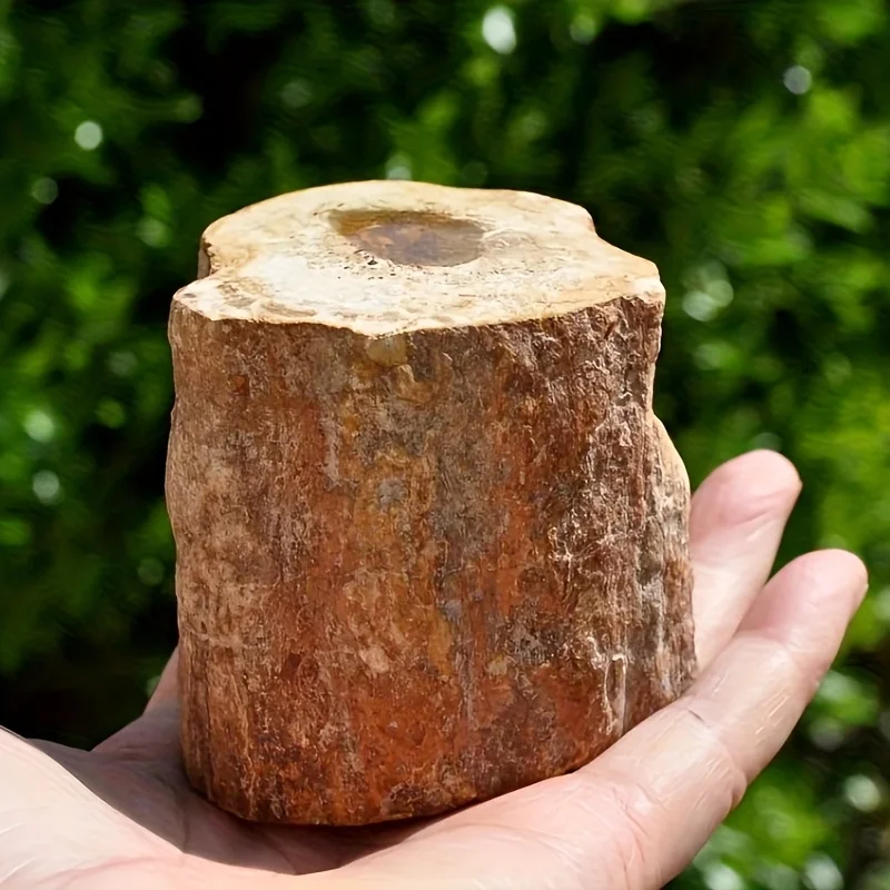 Baúl de madera petrificada, espécimen Mineral de piedra Natural con veta de madera detallada, decoración para el hogar/oficina de estilo bohemio, regalos, 1 ud.