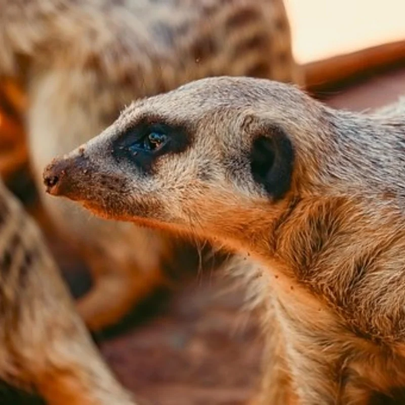 

Передние фары, светодиодная лампа, фара для LOSI 1/4 Promoto-MX, детали для обновления мотоцикла, аксессуары