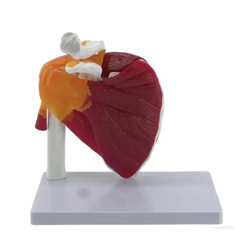 Anatomical Model Shoulder Musculature From Rotators Cuff to Subscapular Muscle