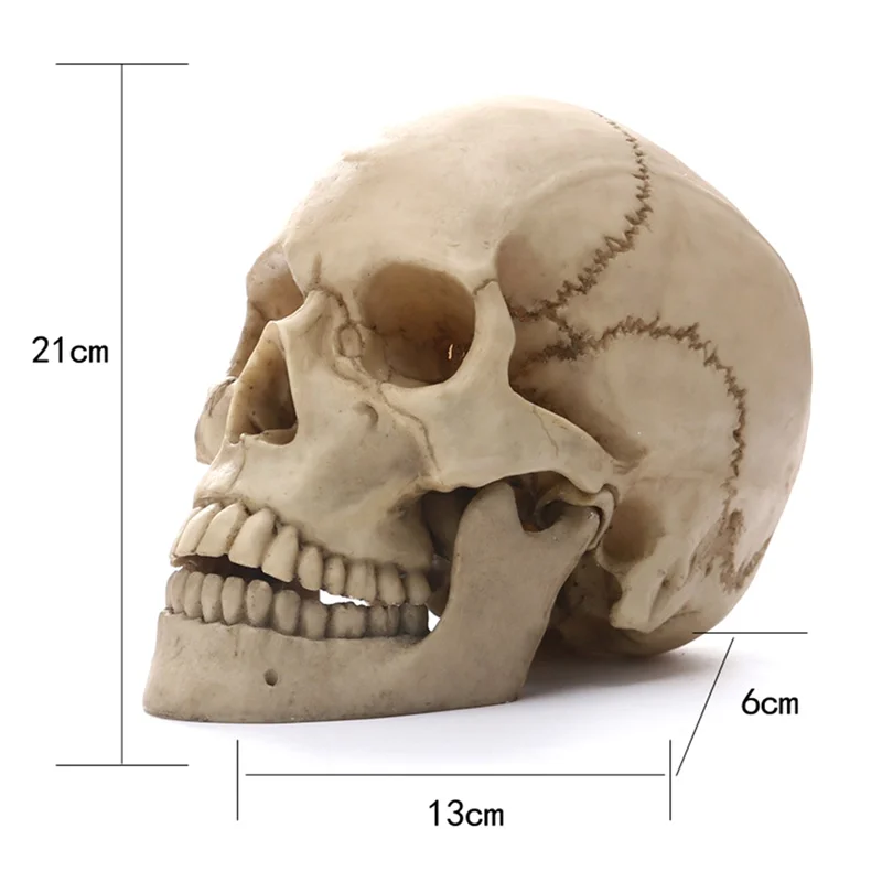 Posąg ludzkiej czaszki do wystroju domu Figurki z żywicy Rzeźba dekoracyjna na Halloween Nauczanie medyczne Szkic Model Rzemiosło