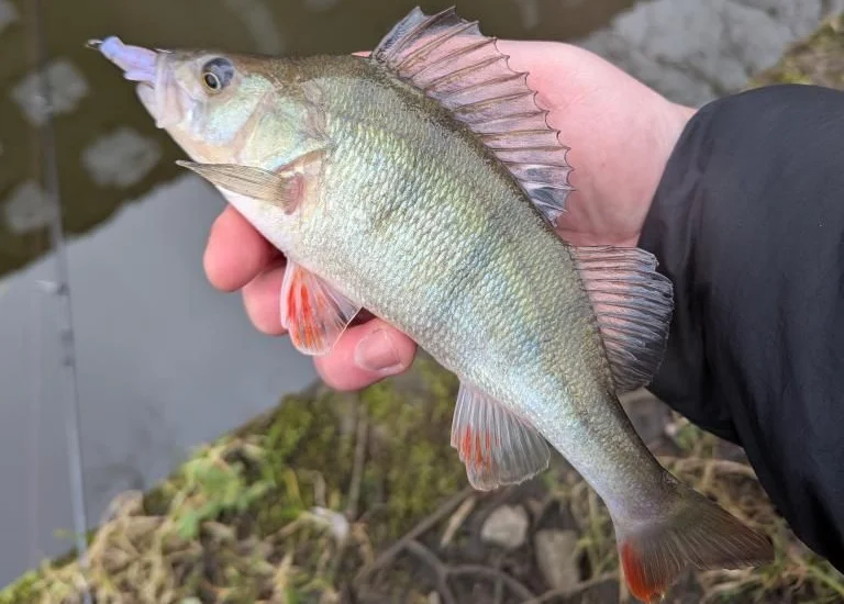 Königreich 10 stücke Weiche Köder Angeln Lockt 1,8g 63mm 3g 76mm Schwimmende Künstliche Köder Weichen wurm Für Bass Hecht Swimbait Angeln – Detail 4