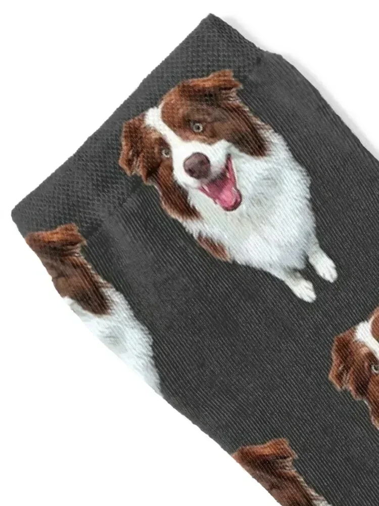 Border Collie- Chocolate Brown Beauty Socks sheer Stockings Male Socks Women's