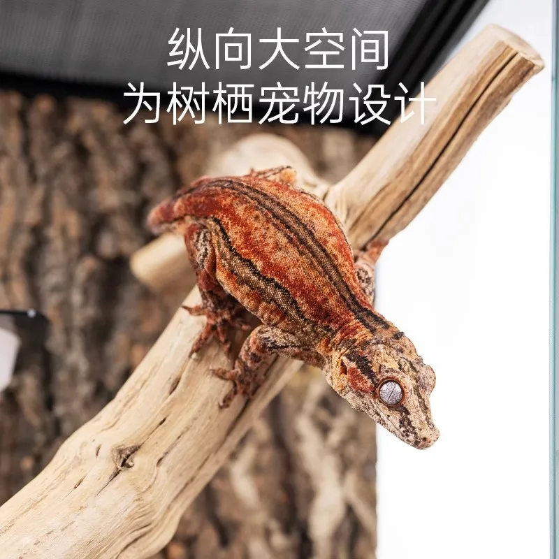 الزواحف البيئية المناظر الطبيعية خزان التغذية سحلية قصر حراسة القرون الضفدع مجموعة عالمية #4