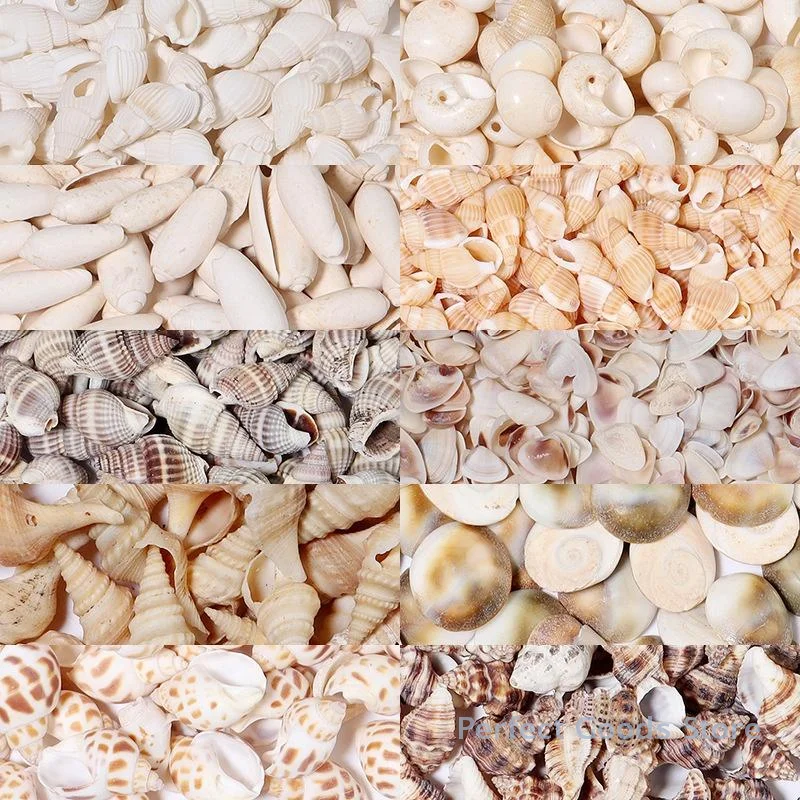 1 Box Sea Shells Spiral Shell Tiny Ocean Spiral Seashells Crafts Aquarium Decor Landscaping Accessories