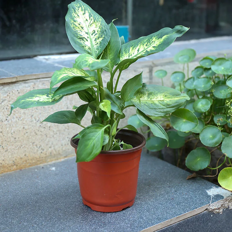 

20 Pcs Soft Plastic Flower Pots Large Indoor Plants Sprouting Seeds Tray Drainage Hole Lightweight Durable Easy Cleaning