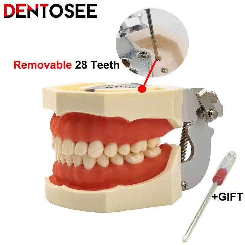 Dental Adult Teeth Model Teaching Study Typodont Demonstration White Adult Teeth Model Training Model