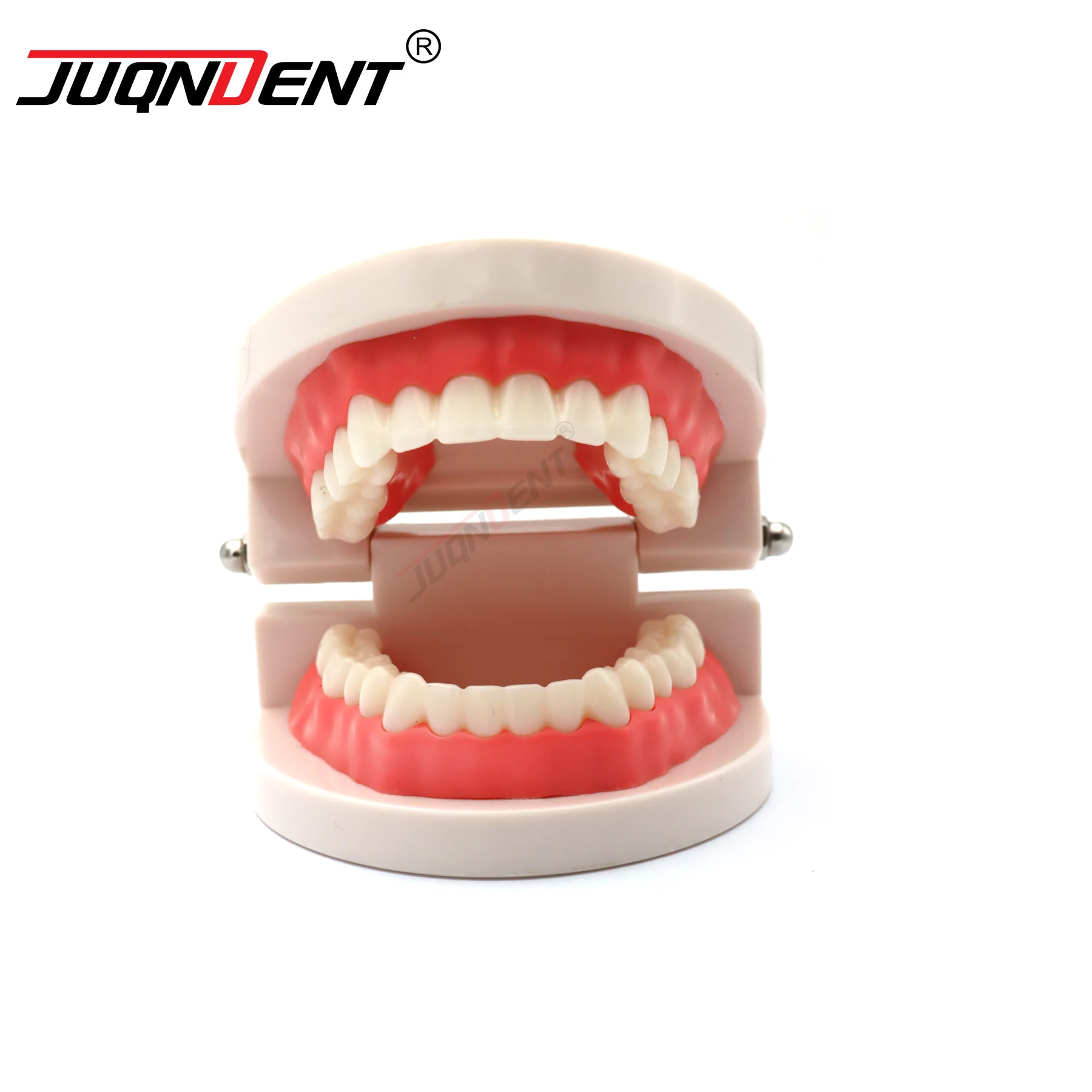 Dental Model Standard 28 Tooth Dental Types Plastic Teeth Model For Dentist Dental Students Studying Teaching Education