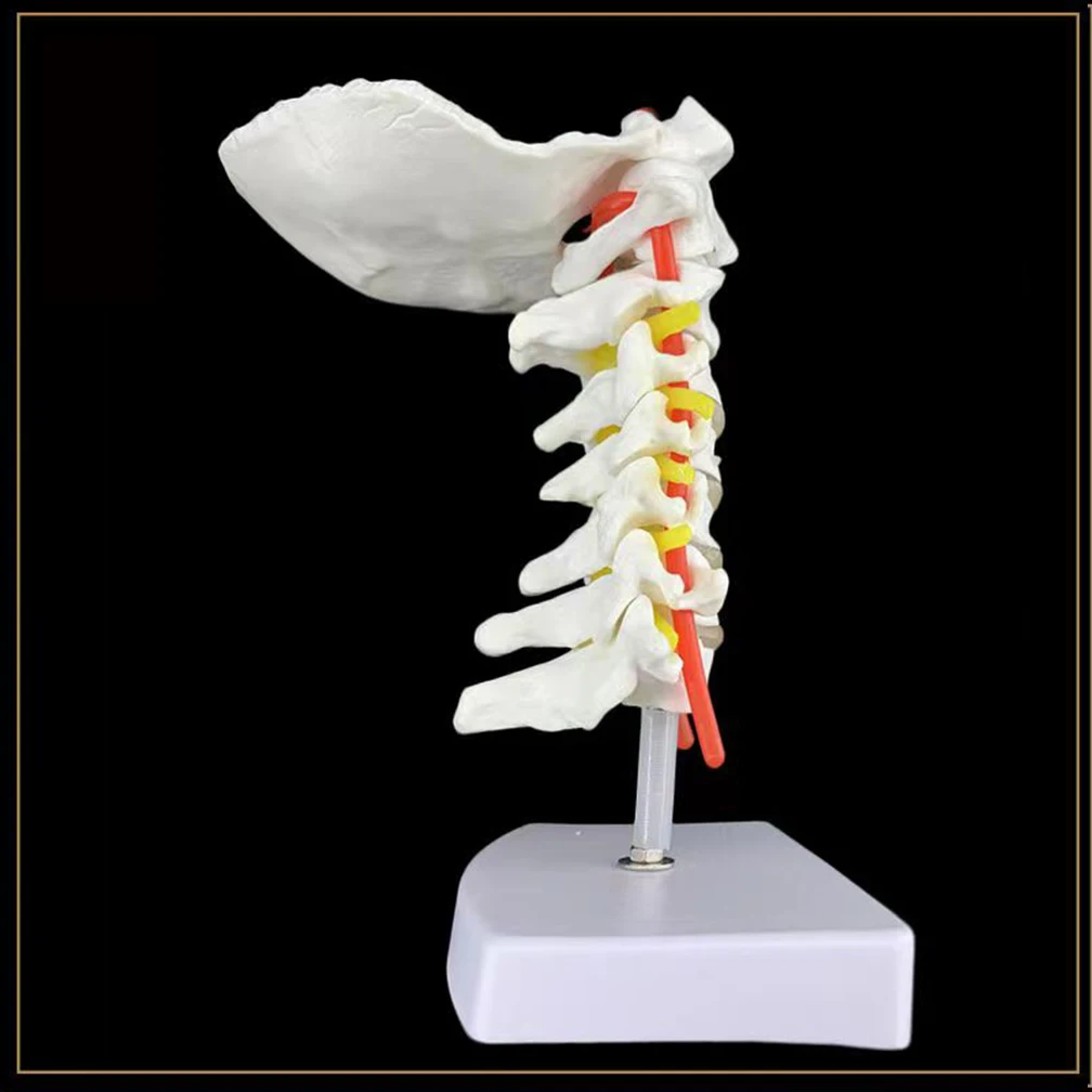 Human Anatomical Model Cervical Vertebra Model Cervical Spine with Neck Artery Occipital Bone Disc and Nerve Model ﻿Dropshipping