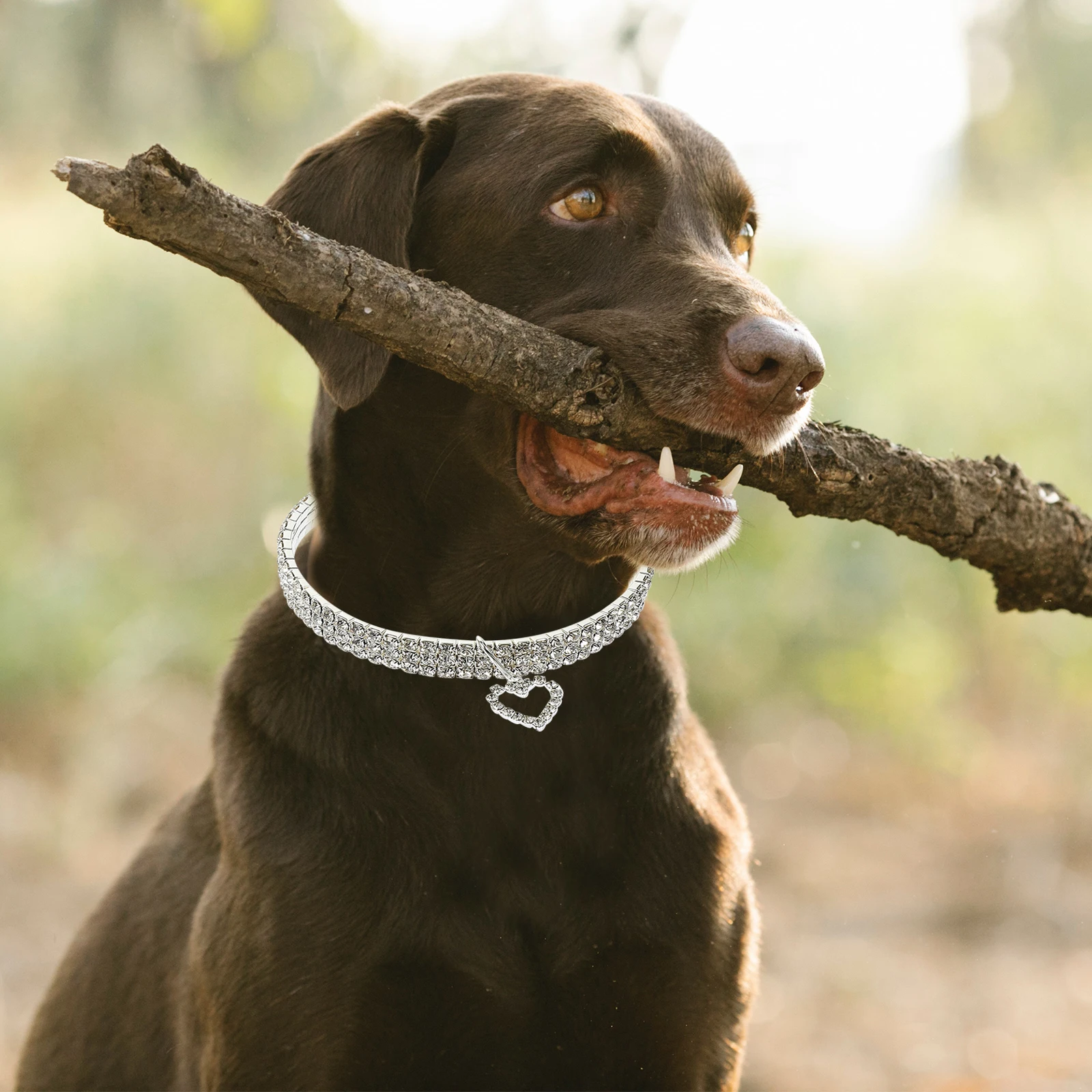 

4pcs Pet Collar Set Durable Alloy Jewelry Fashion Accessory Small Cat Dog Necklace Decorative Kitten Collars Reusable