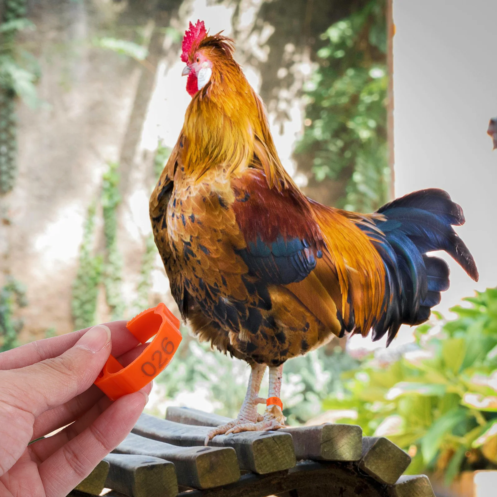 100Pcs Chicken Number Foot Rings ABS Poultry Leg Bands Secure Fit Marking Rings for Birds Quail Pigeon Leg Identification