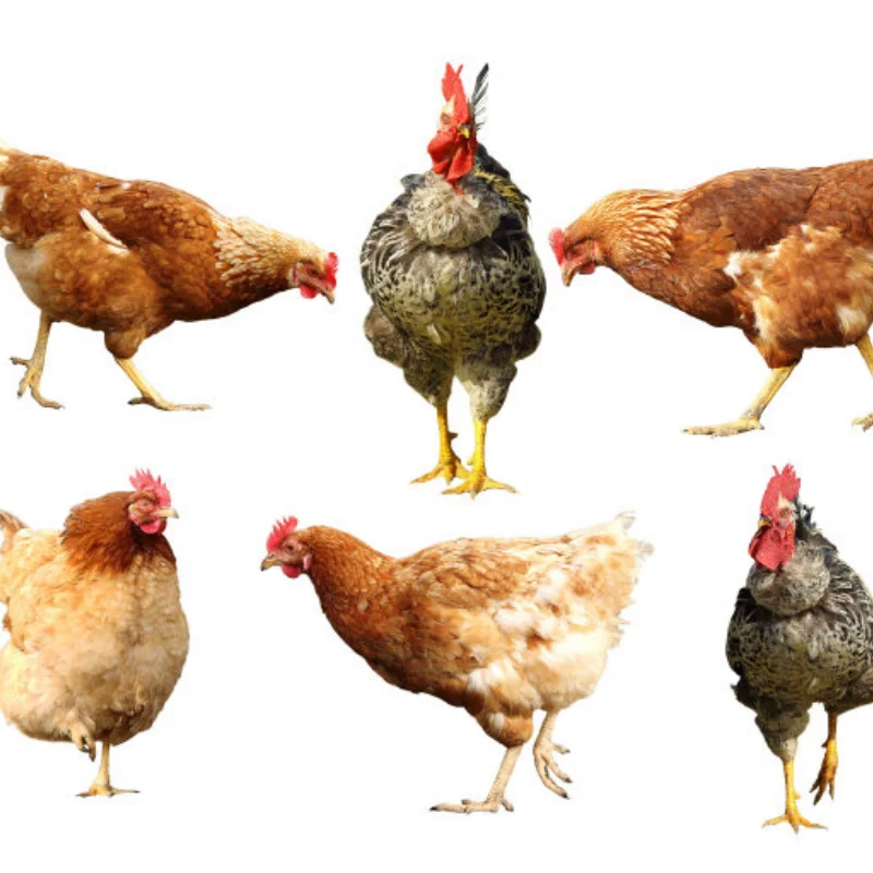 

Корпус переднего/заднего дифференциала из алюминиевого сплава # ARA310937 для ARRMA 1/5 KRATON 8S (ARA110002T1/ARA110002T2)/OUTCAST 8S BLX-ARA5810