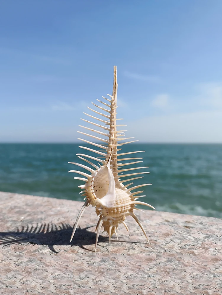 Murex triremes,Murex pecten Lightfoot, Venus comb murex,Natural Conch and Shell,PURPLE-DYE MUREX,TROSCHEL'S MUREX