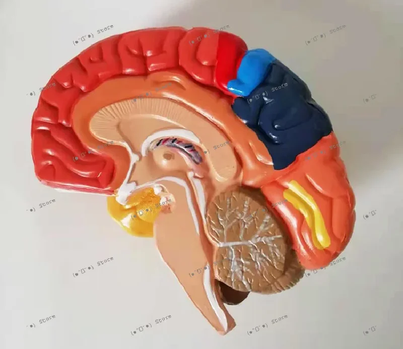 

cerebral anatomical functional partition model cerebral blood vessels artery language center auditory area craniocerebral