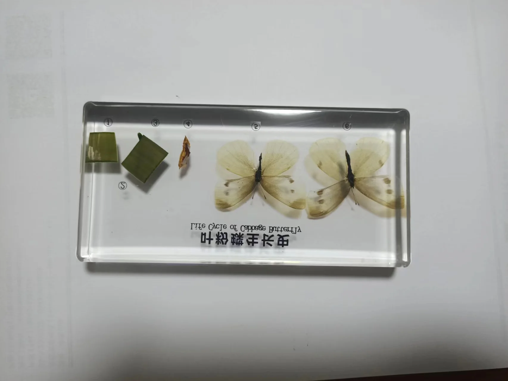 Common Cabbage Worm Growth Development Process Specimen Model Real Cabbage Butterfly Specimen Biologic Entomology Teaching Aids