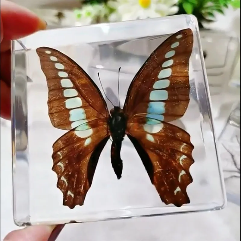 

Transparent Resin Cube for Children's Desk Decoration, Butterfly, Dragonfly Specimen, Teaching, Children's Cognition,