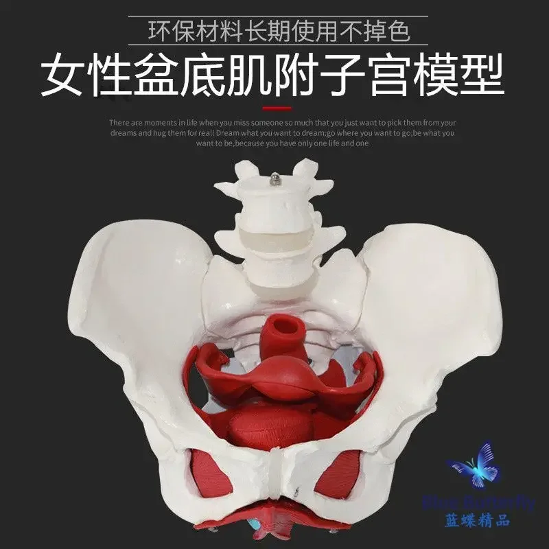 Natural Large Female Pelvic Model Female Pelvis With Pelvic Floor Muscle Delivery Process Demonstration Midwifery Teaching Model
