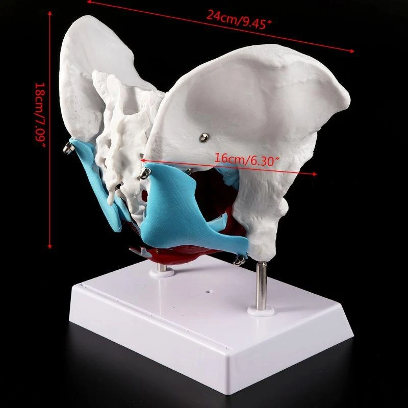 W89C Female Pelvis Pelvic Floor Muscle Model Uterus Ovary Muscle Teaching Resources E