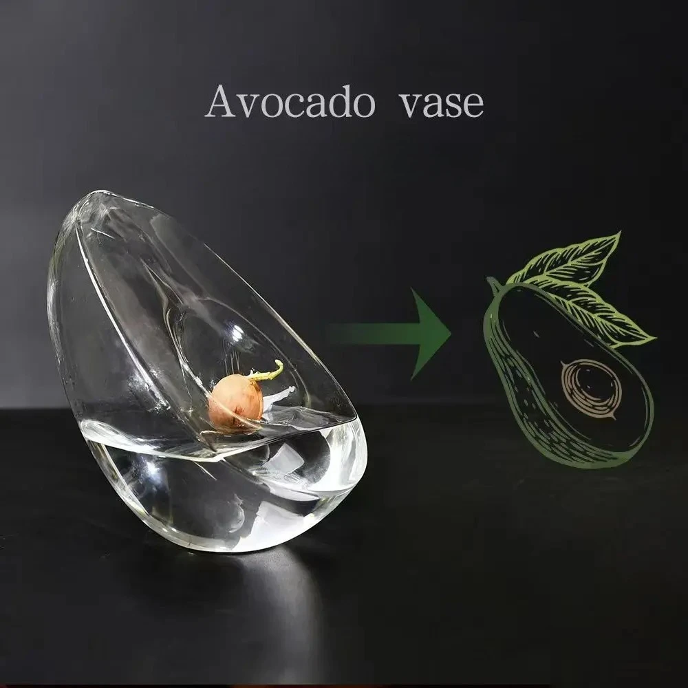 Avocado Seed Starter Vase Transparent Glass Vase For Growing Plant Glass Seed Growing Kit For Gardening Lovers