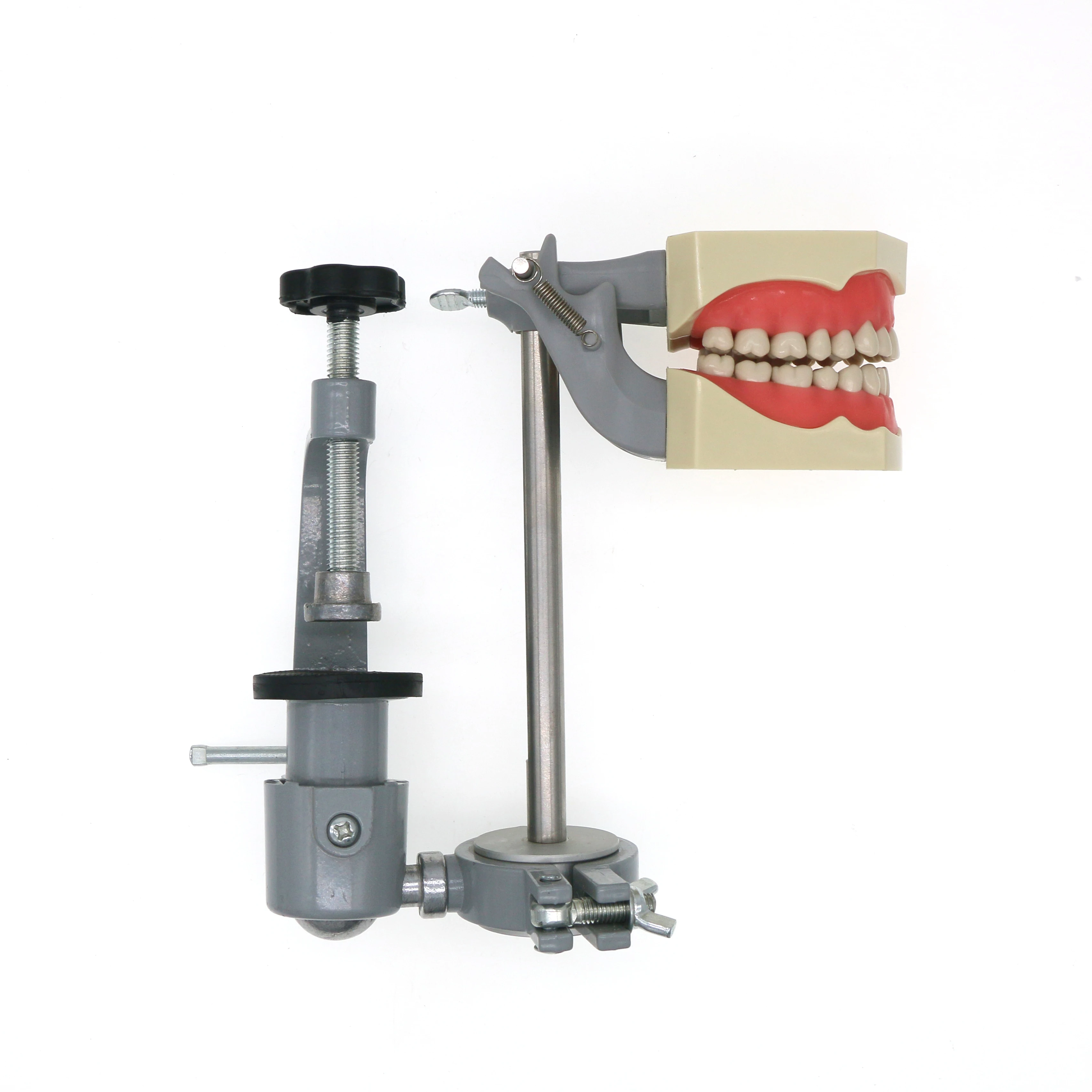 

Dental Typodont Exam Restorative Model 860 Type Columbia 32PCS Removable Teeth M8030 Mounting Pole