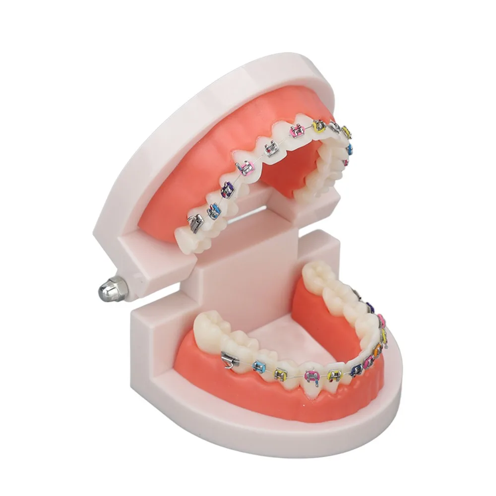 Standard Dental Typodont Teeth Model Demonstration Adult Typodont Orthodontic Metal Bracket Adult Typodont Model