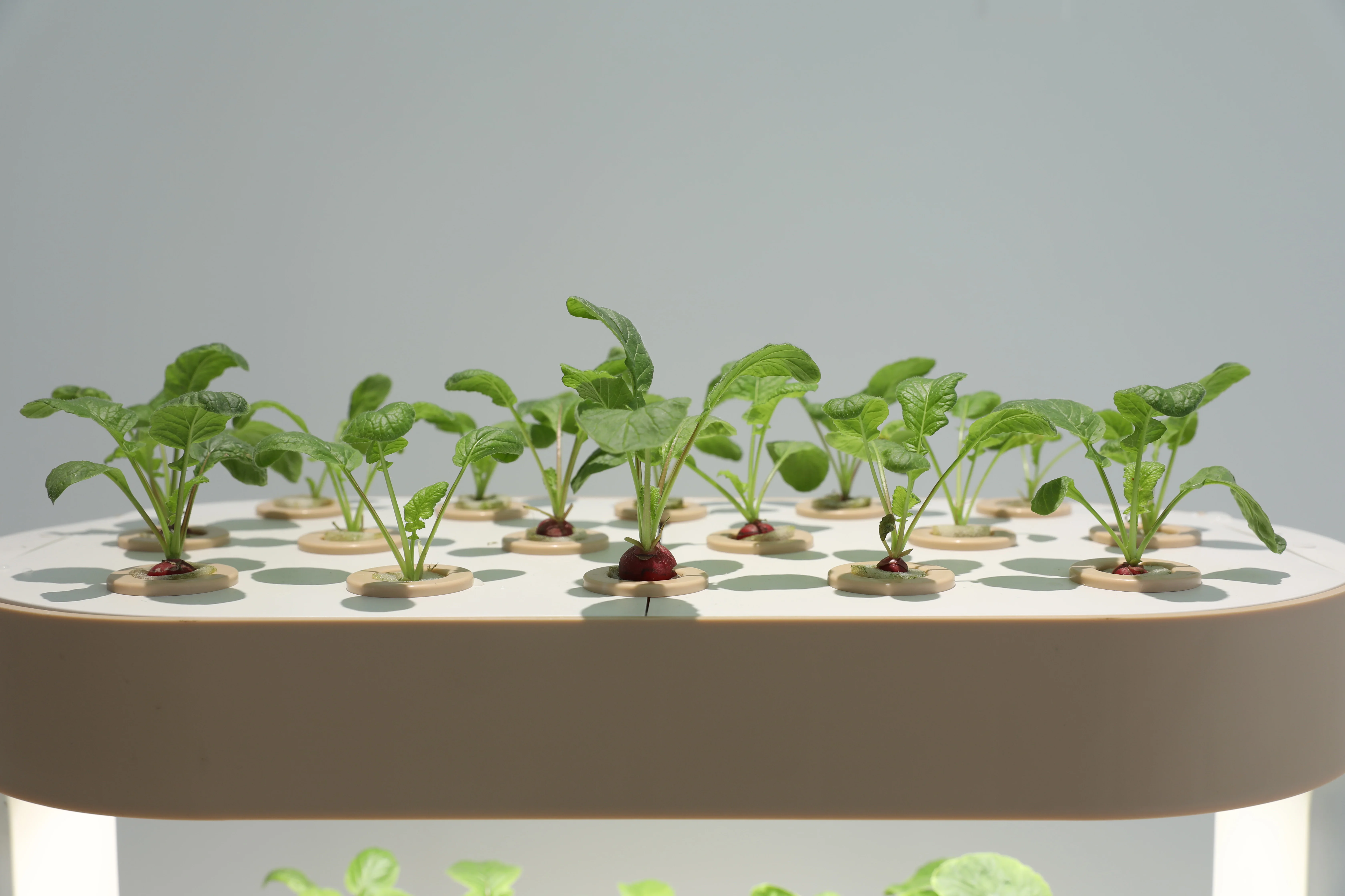 水耕栽培用具、水耕栽培キット、野菜栽培用具キット。水道管、タ - Hydroponic Kit のレビューと価格